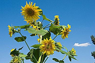 《It Was You》Steam上线 多人生存冒险挑战