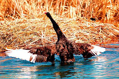 《生化8》总监表示“萝丝之影”将终结温特斯家剧情